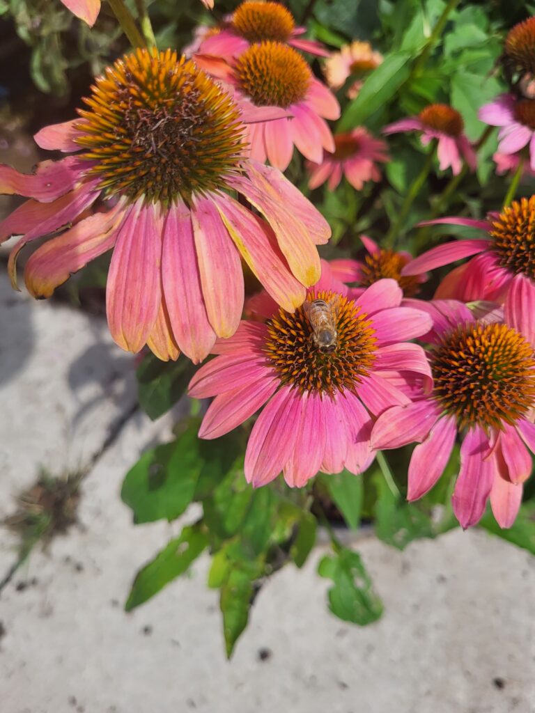 Vibrant pink coneflowers in summer with a bee collecting pollen.