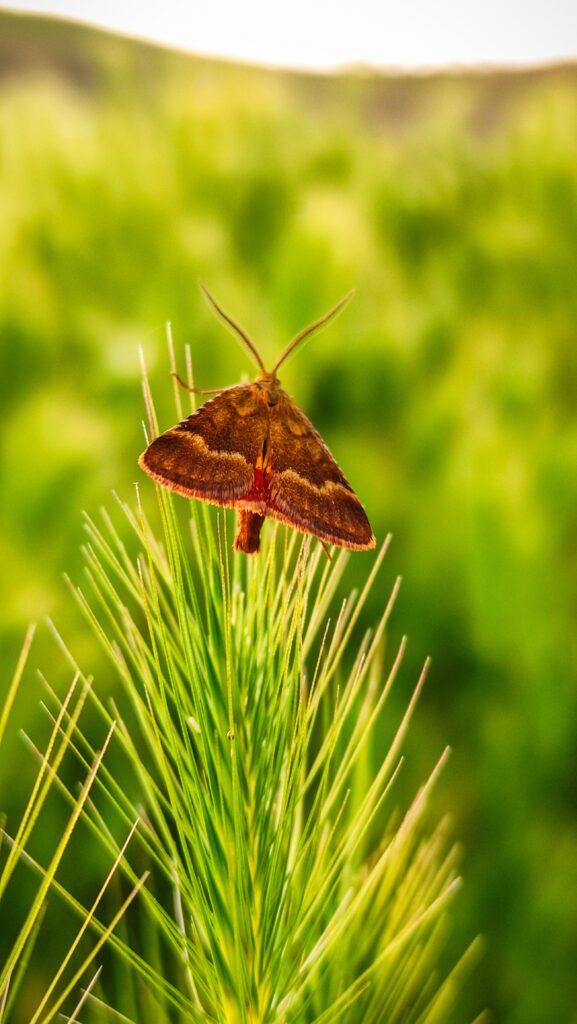 Vibrant moth resting on pine needles in a natural setting