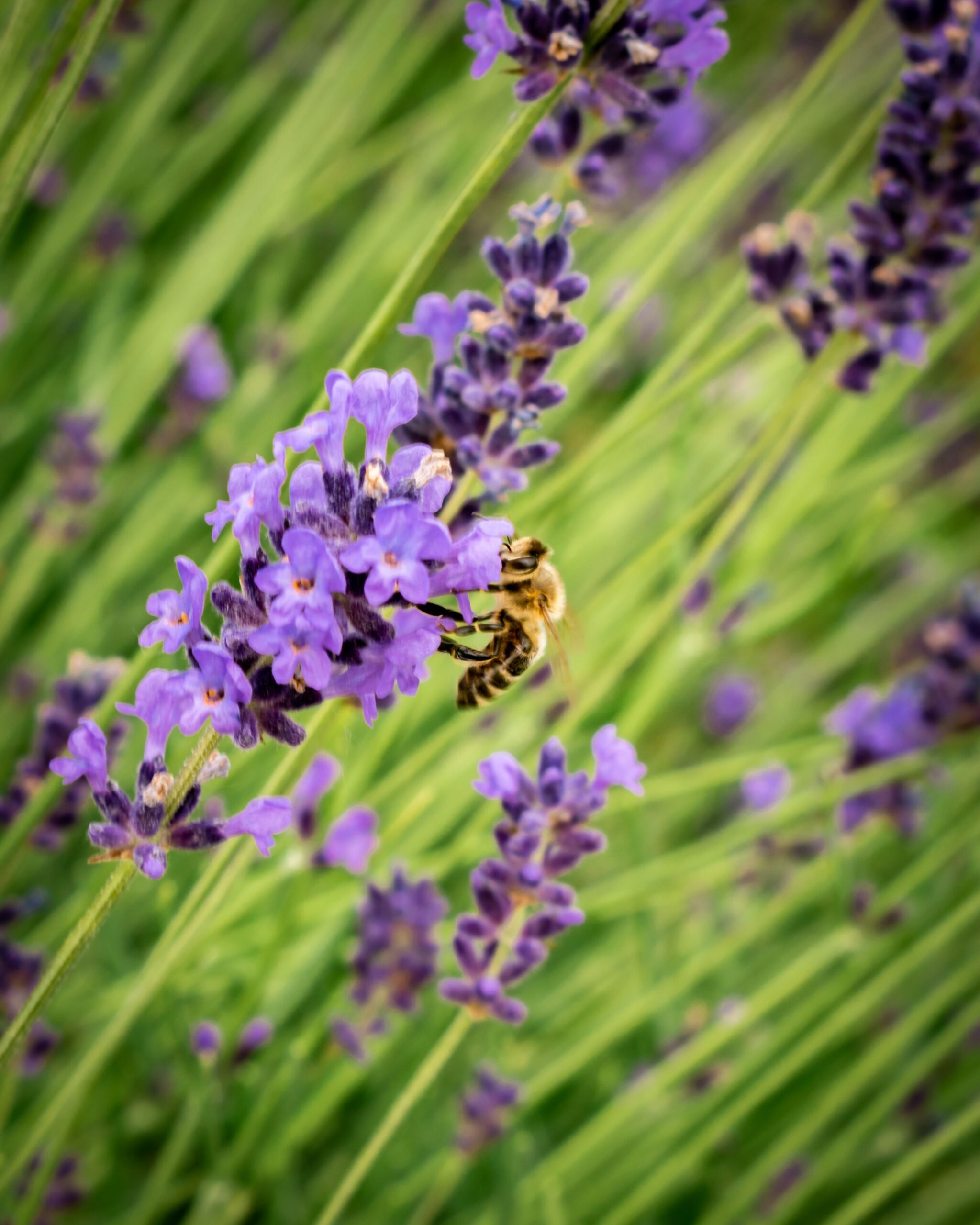 A close-up of a bee pollinating vibrant lavender flowers outdoors