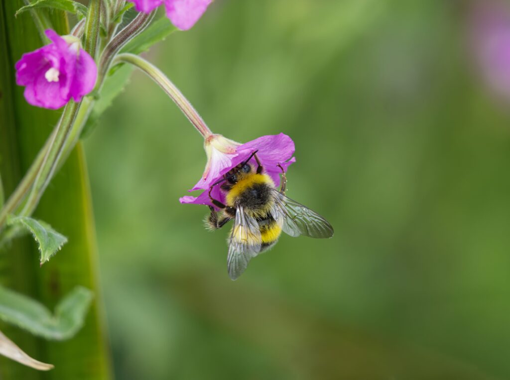 Close-up of a bumblebee pollinating a vibrant purple flower outdoors.