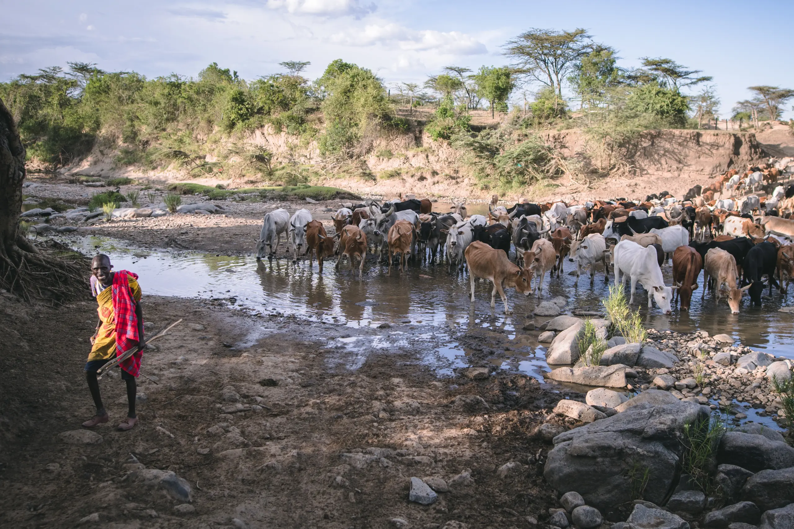 A herder brings his cattle to water in the rangelands of Kenya. Photo: UNDP Kenya