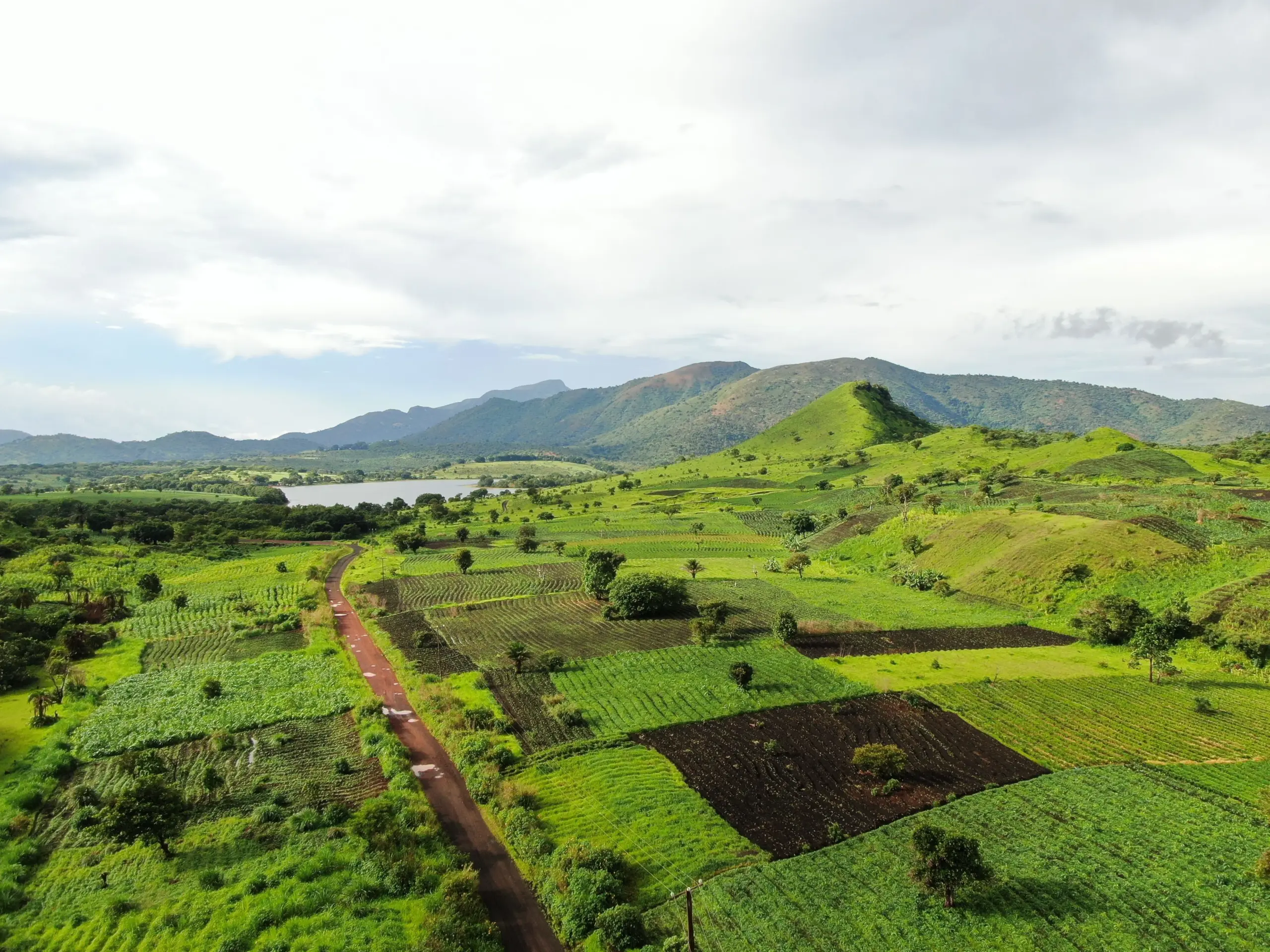 Aerial view of vibrant green farmland and rolling hills in Foumbot, Cameroun