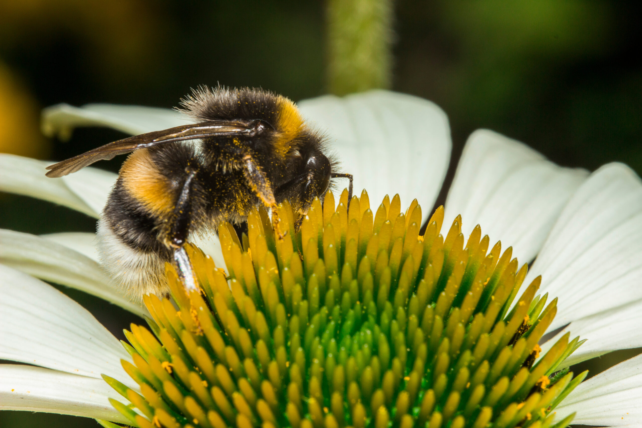 Photo by AlMacro on Adobe Stock https://stock.adobe.com/ph/search/images?k=pollinator+bee&search_type=usertyped&filters%5Bgentech%5D=exclude&asset_id=2222216506