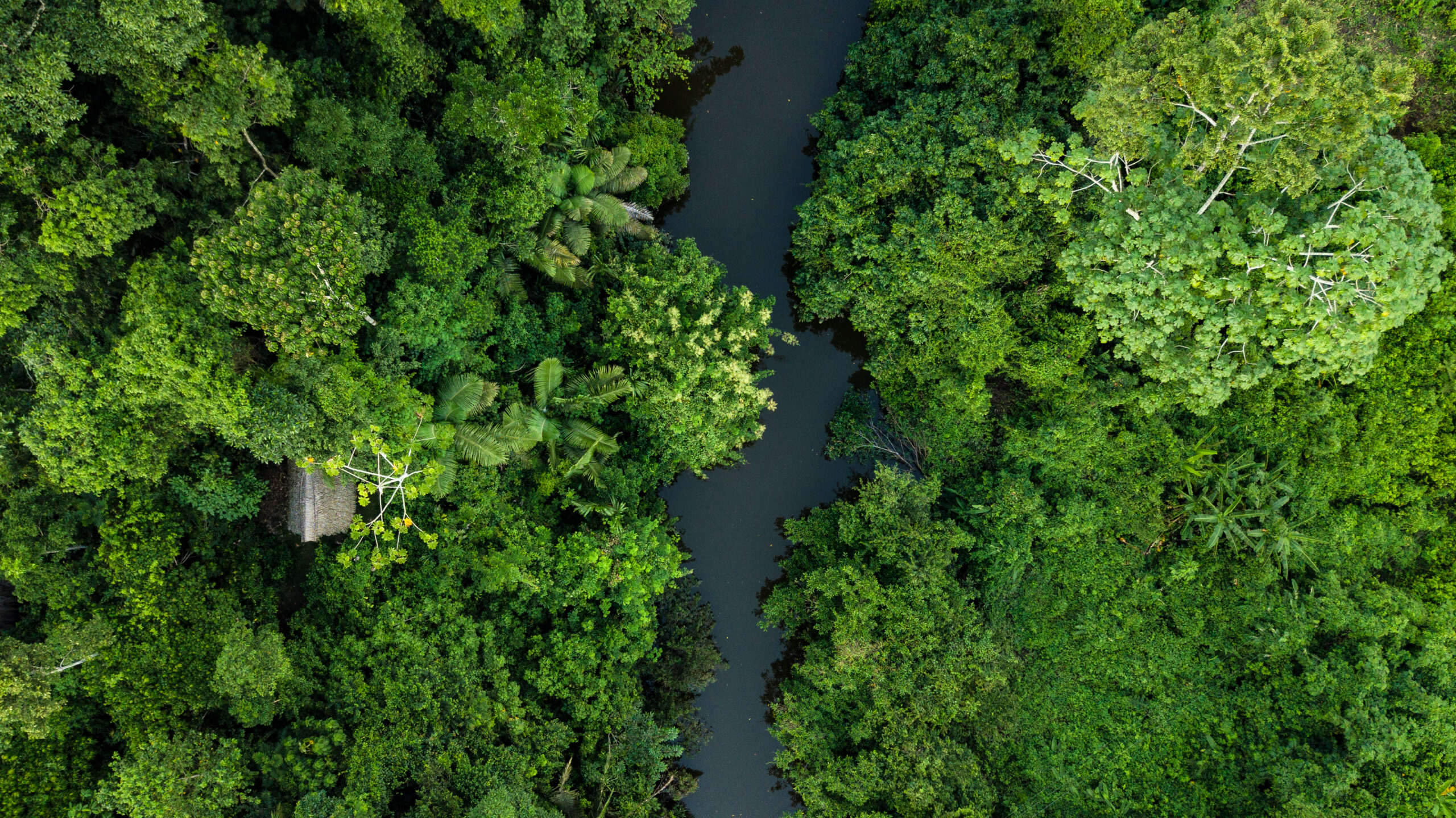 Aerial photo of Amazon rain forest jungle with the river view in Peru