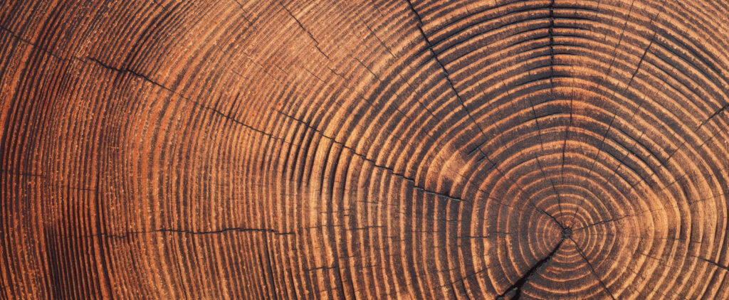 Photo by dmitr1ch from Adobe Stock https://stock.adobe.com/contributor/206272601/dmitr1ch?load_type=author&prev_url=detail