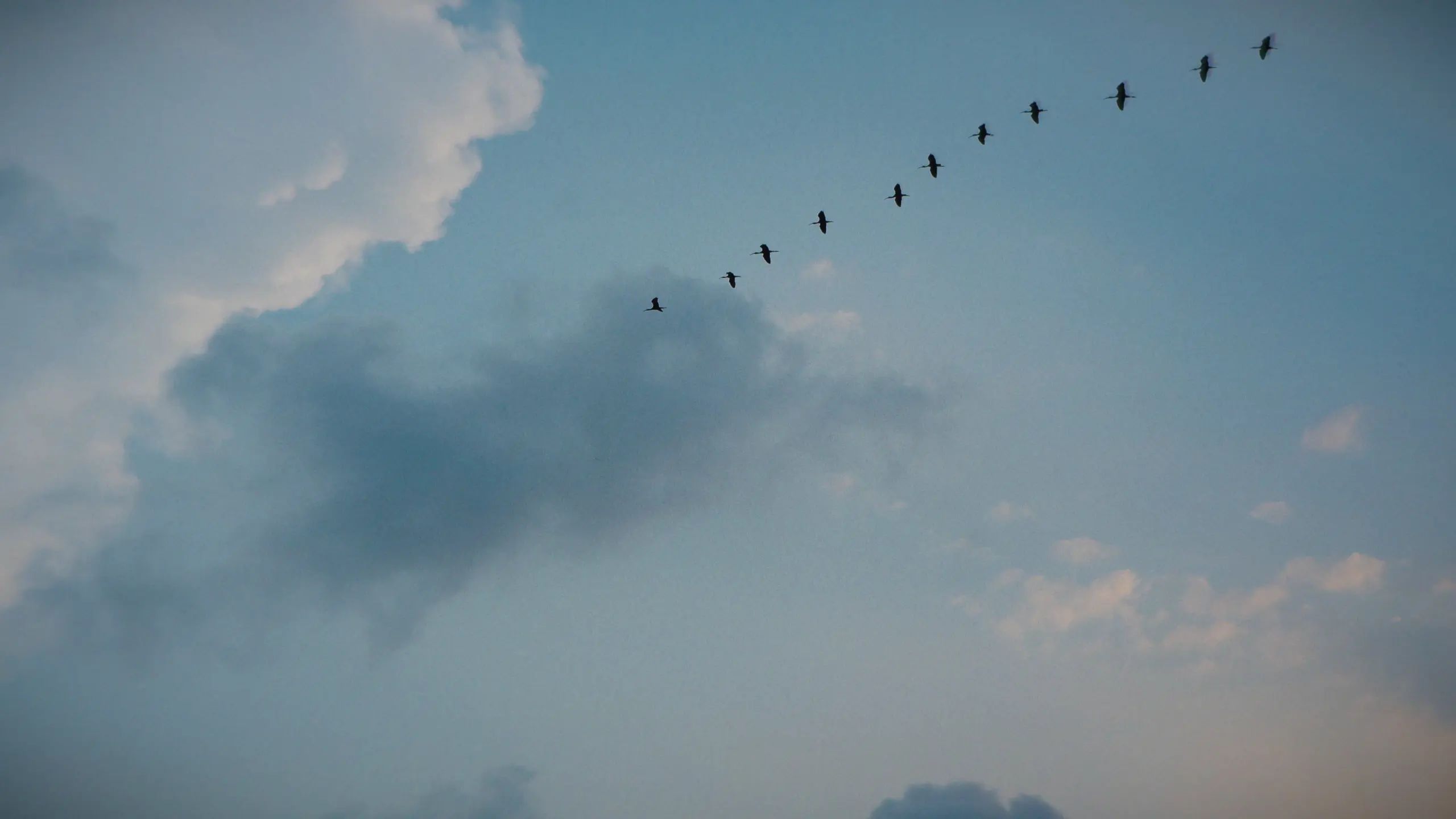 Sarus cranes flying in the sky near